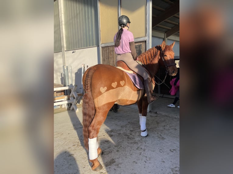 PRE Gelding 11 years 15.3 hh Chestnut-Red in Pöttendorf