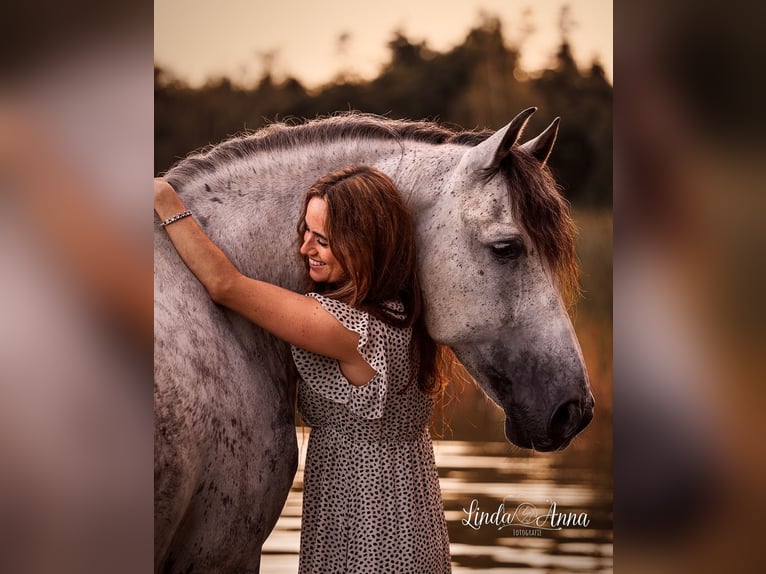 PRE Mix Gelding 11 years 15.3 hh Grey-Dapple in Biezenmortel