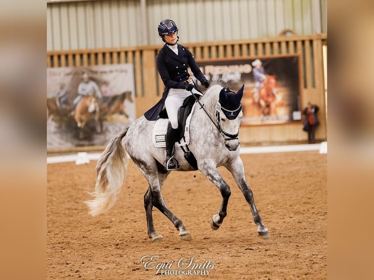 PRE Mix Gelding 11 years 15.3 hh Grey-Dapple in Biezenmortel