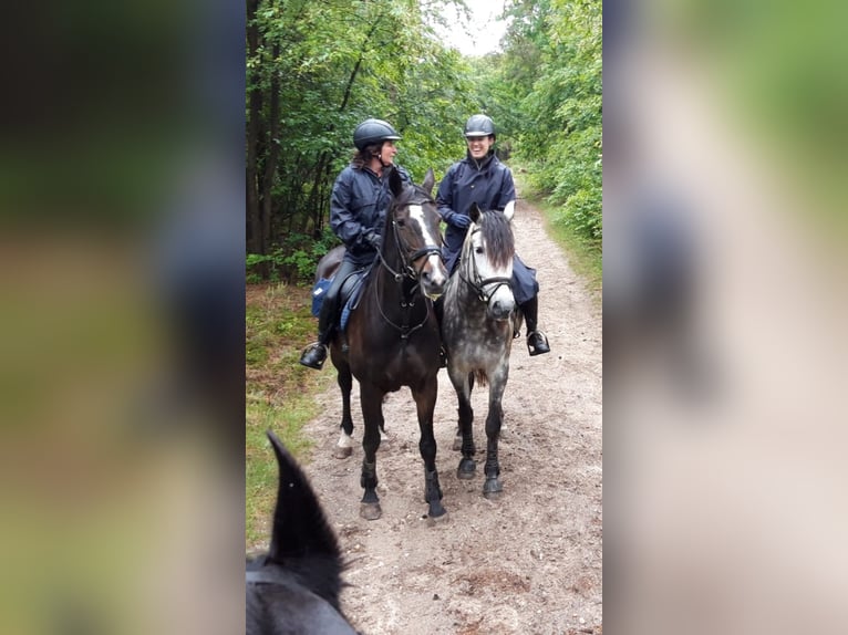 PRE Mix Gelding 11 years 15.3 hh Grey-Dapple in Biezenmortel