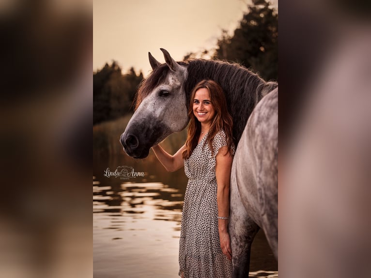 PRE Mix Gelding 11 years 15.3 hh Grey-Dapple in Biezenmortel