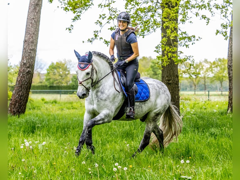PRE Mix Gelding 11 years 15.3 hh Grey-Dapple in Biezenmortel