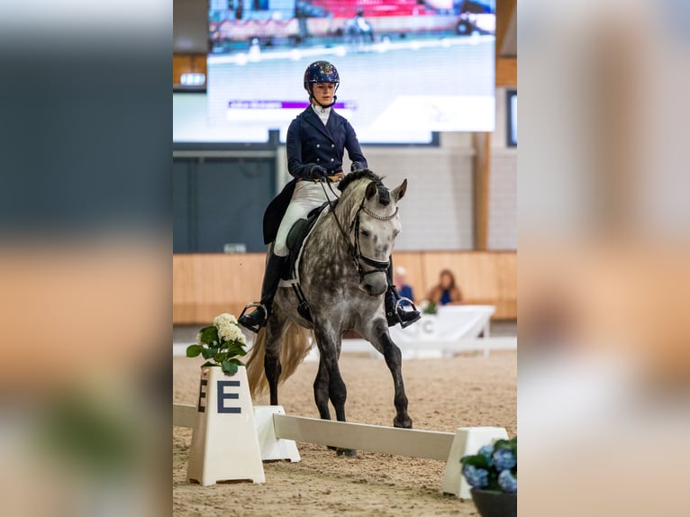PRE Mix Gelding 11 years 15.3 hh Grey-Dapple in Biezenmortel
