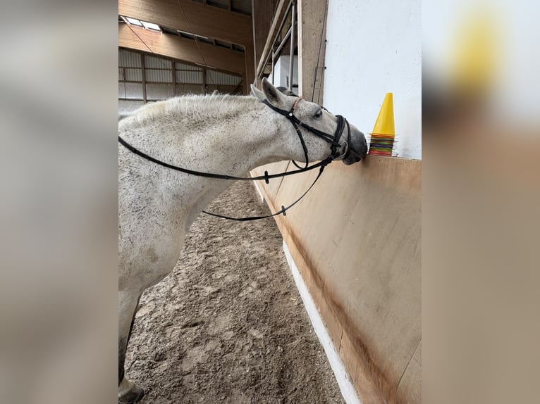 PRE Gelding 11 years 15.3 hh Grey in Steinen