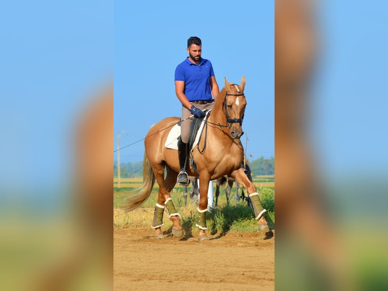 PRE Mix Gelding 11 years 15,3 hh Palomino in Castuera