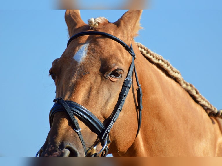 PRE Mix Gelding 11 years 15,3 hh Palomino in Castuera