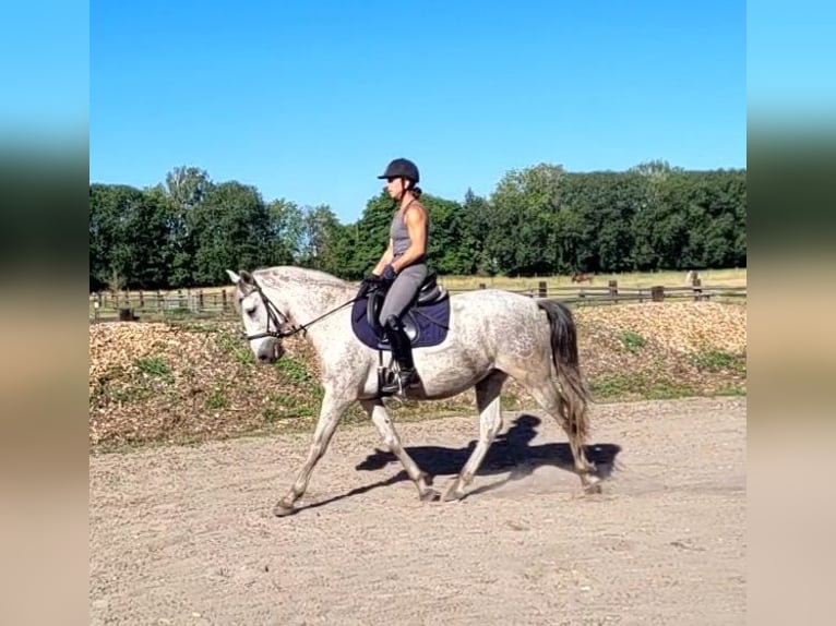 PRE Mix Gelding 11 years 15 hh Grey-Dapple in Karlshuld