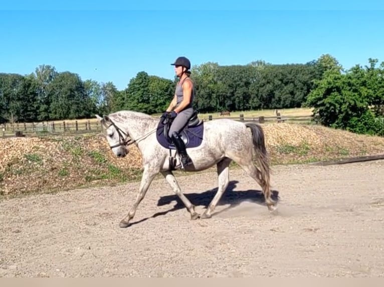PRE Mix Gelding 11 years 15 hh Grey-Dapple in Karlshuld