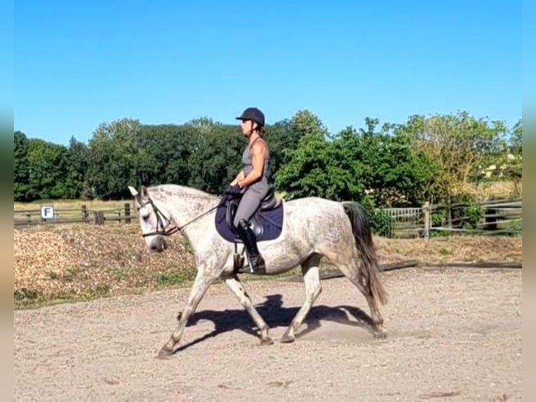 PRE Mix Gelding 11 years 15 hh Grey-Dapple in Karlshuld