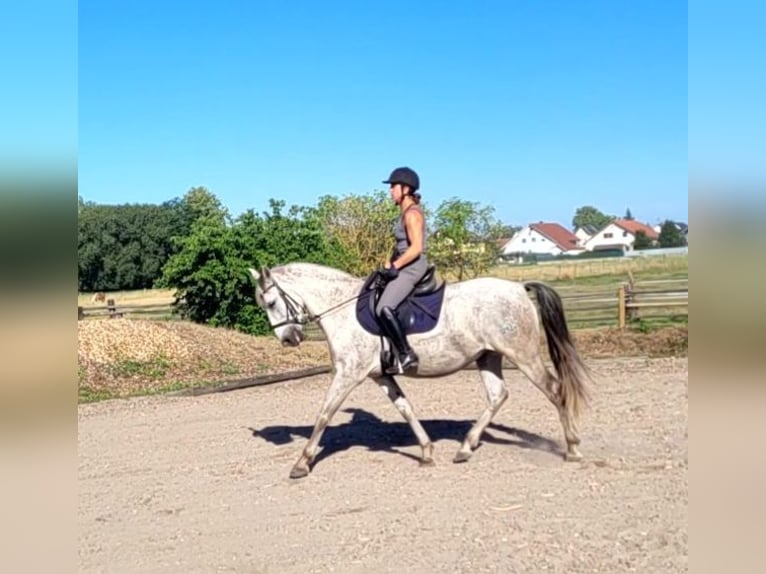 PRE Mix Gelding 11 years 15 hh Grey-Dapple in Karlshuld