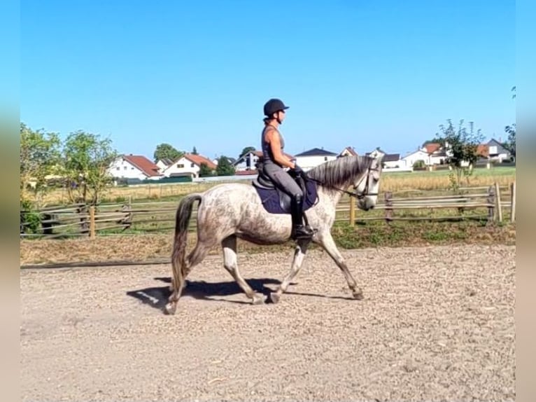 PRE Mix Gelding 11 years 15 hh Grey-Dapple in Karlshuld