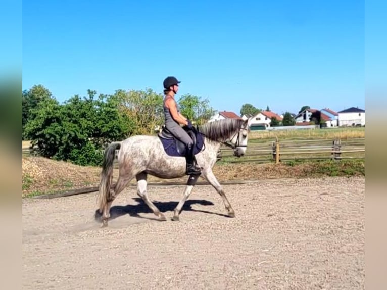 PRE Mix Gelding 11 years 15 hh Grey-Dapple in Karlshuld