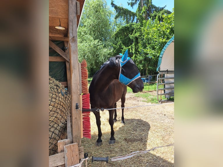 PRE Mix Gelding 11 years 15,1 hh Bay-Dark in Wiesloch