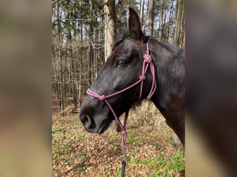 PRE Mix Gelding 11 years 15,1 hh Black in Hart bei Graz