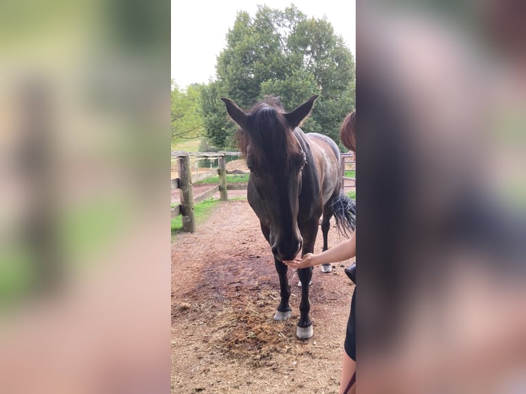 PRE Mix Gelding 11 years 15,1 hh Black in Hart bei Graz