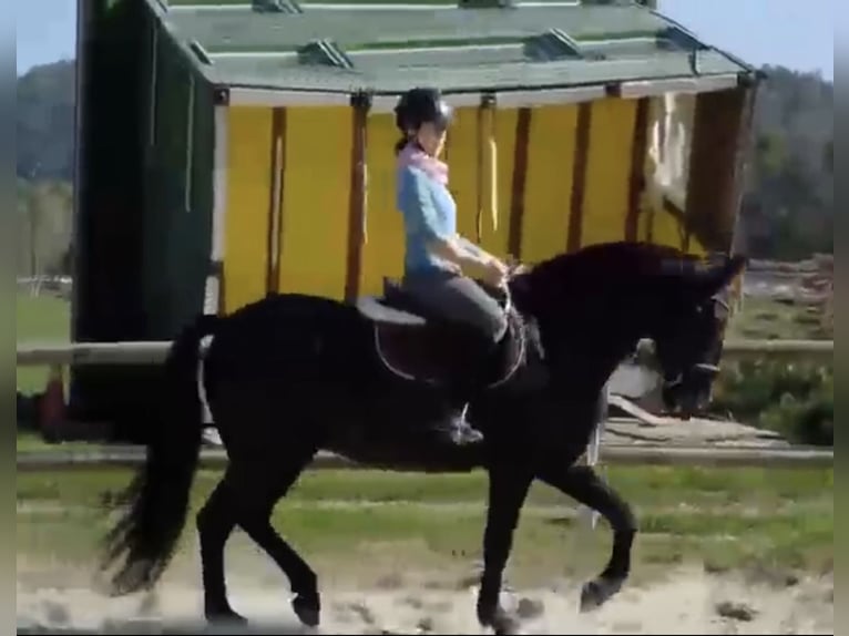 PRE Mix Gelding 11 years 15,1 hh Black in Hart bei Graz