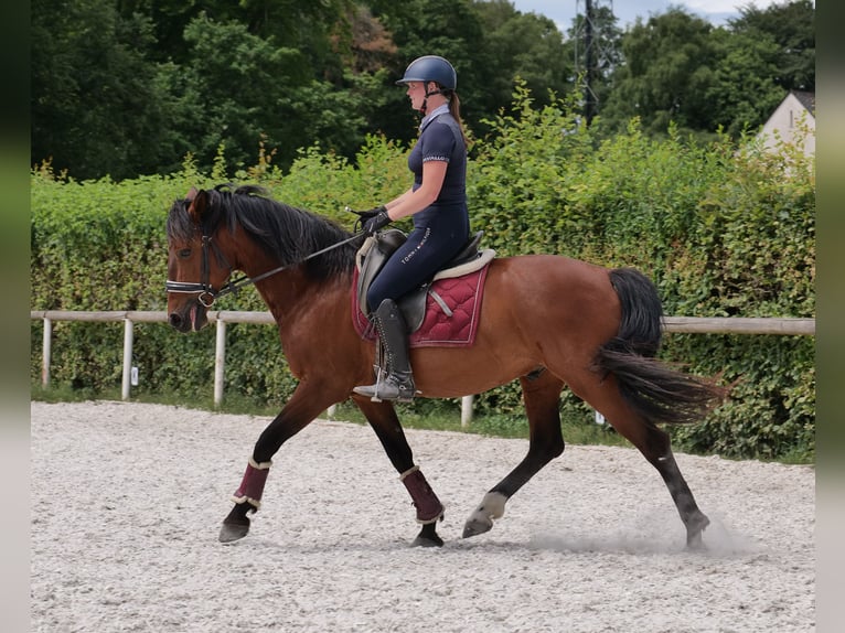 PRE Mix Gelding 11 years 15,1 hh Brown in Neustadt (Wied)