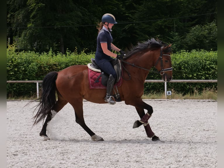PRE Mix Gelding 11 years 15,1 hh Brown in Neustadt (Wied)