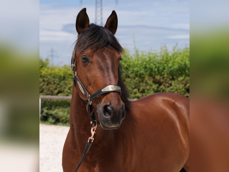 PRE Mix Gelding 11 years 15,1 hh Brown in Neustadt (Wied)