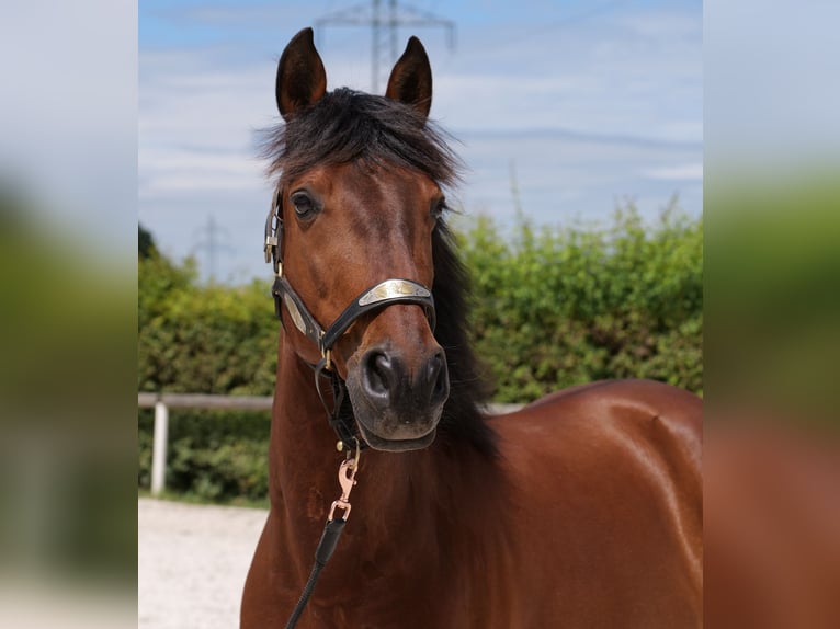 PRE Mix Gelding 11 years 15,1 hh Brown in Neustadt (Wied)