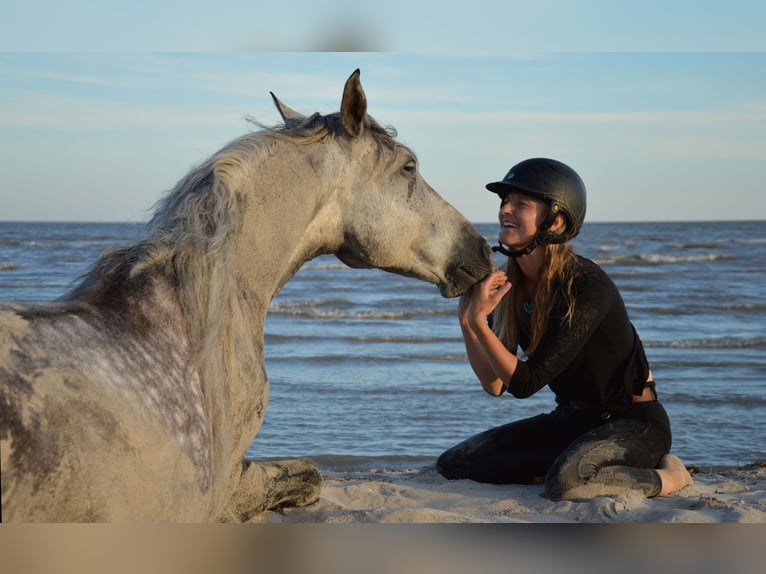 PRE Gelding 11 years 15,1 hh Gray in Tartu