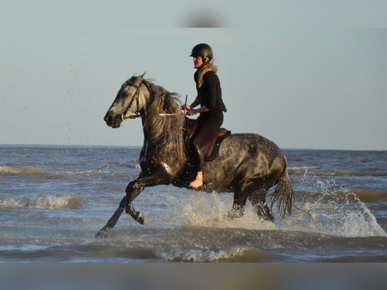 PRE Gelding 11 years 15,1 hh Gray in Tartu