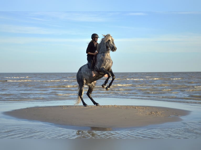 PRE Gelding 11 years 15,1 hh Gray in Tartu