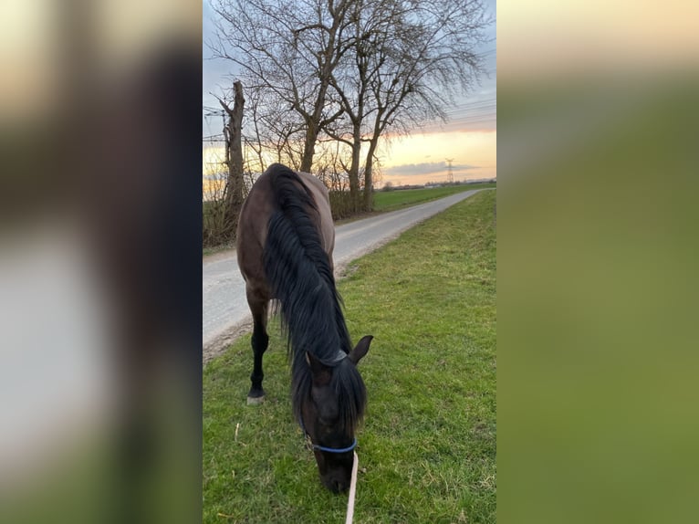 PRE Mix Gelding 11 years 15,2 hh Black in Radinghem en Weppes