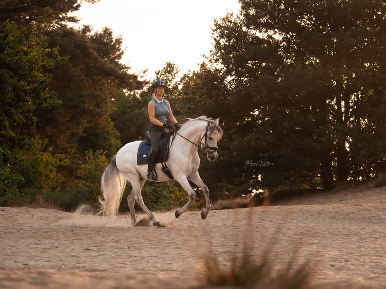 PRE Mix Gelding 11 years 15,2 hh Gray in Elst