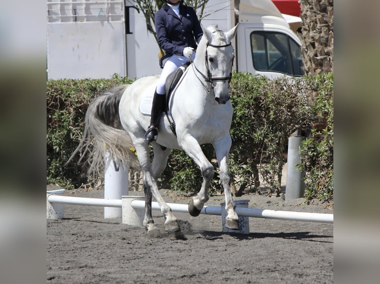 PRE Mix Gelding 11 years 15,2 hh Grey in Vera