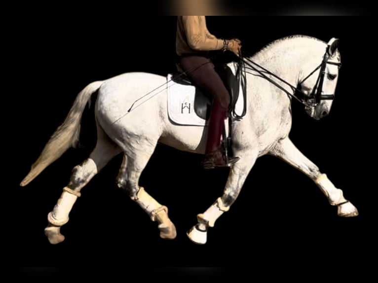 PRE Mix Gelding 11 years 15,3 hh Grey-Dapple in Martfeld PRE Mix Gelding 11 years 15,3 hh Grey-Dapple in Martfeld