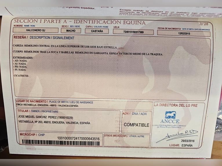 PRE Gelding 11 years 16.1 hh Brown in San javier