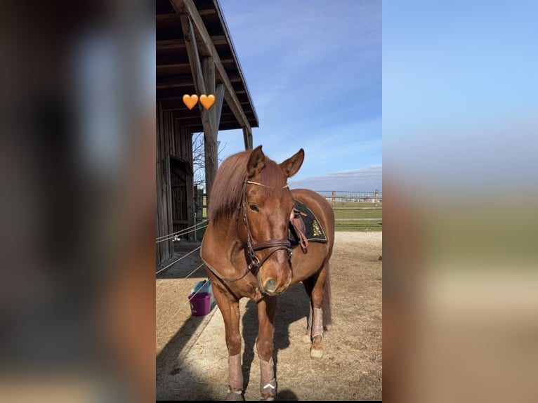 PRE Gelding 11 years 16.1 hh Chestnut-Red in Pöttendorf