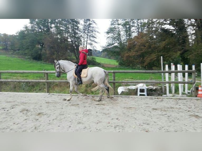 PRE Gelding 11 years 16,1 hh Gray in Graz, Riess