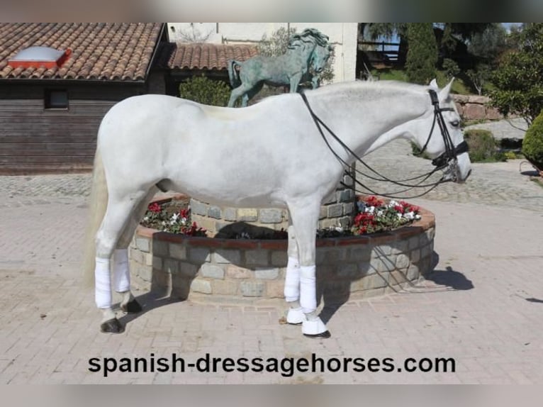 PRE Mix Gelding 11 years 16,1 hh Gray in Barcelona
