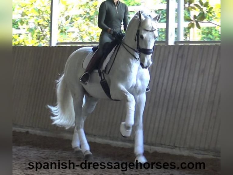 PRE Mix Gelding 11 years 16,1 hh Gray in Barcelona