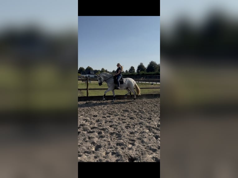 PRE Mix Gelding 11 years 16,1 hh Gray-Fleabitten in Almere