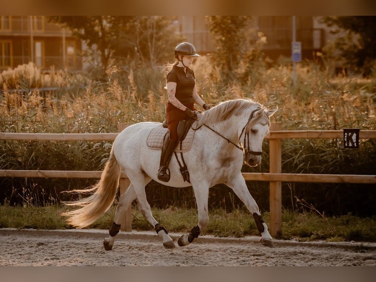 PRE Mix Gelding 11 years 16,1 hh Gray-Fleabitten in Almere