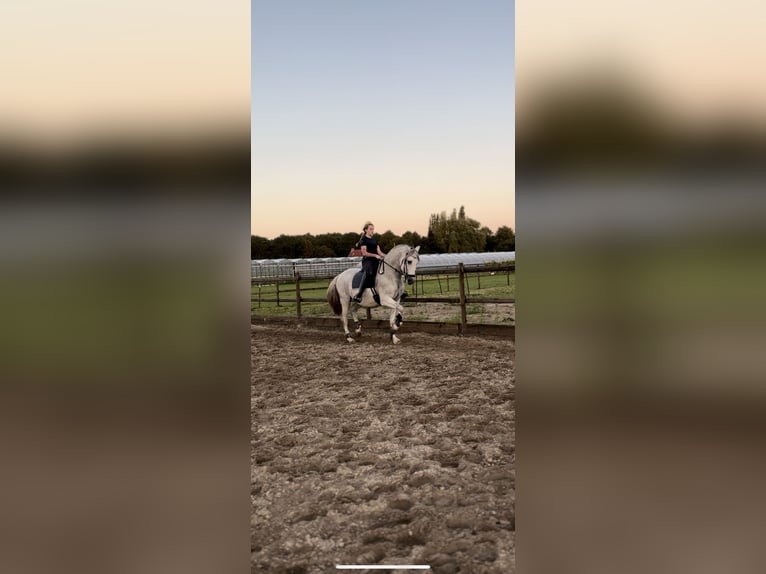 PRE Mix Gelding 11 years 16,1 hh Gray-Fleabitten in Almere