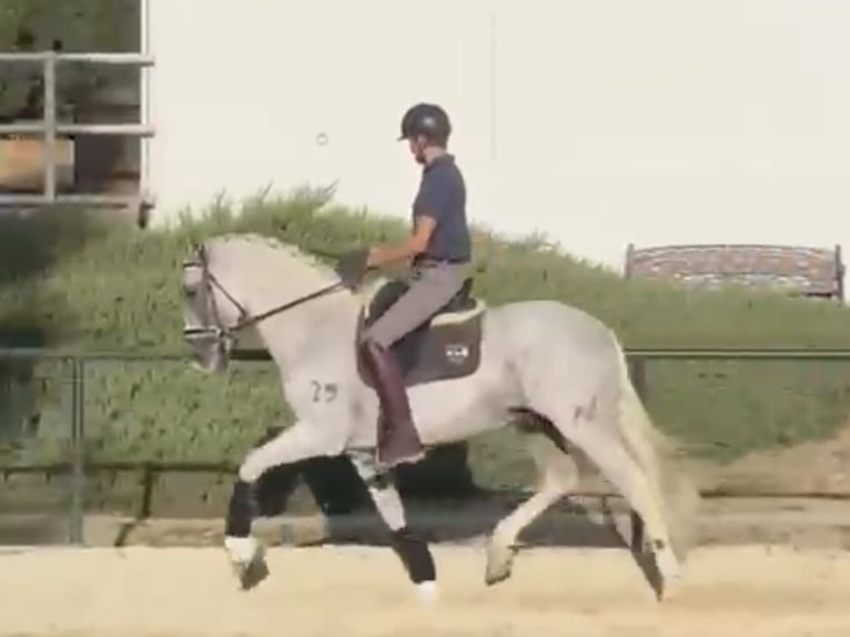 PRE Mix Gelding 11 years 16.1 hh Grey in Coin