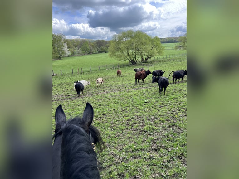 PRE Mix Gelding 11 years 16,1 hh Smoky-Black in Stadthagen