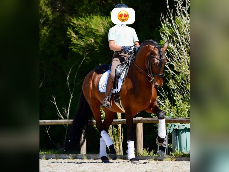 PRE Mix Gelding 11 years 16.2 hh Brown in Bad Sachsa