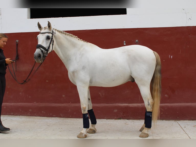 PRE Gelding 11 years 16,2 hh Can be white in Mijas Andalusien