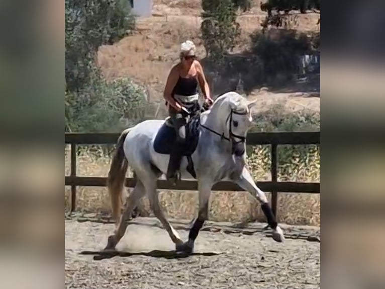 PRE Gelding 11 years 16,2 hh Can be white in Mijas Andalusien