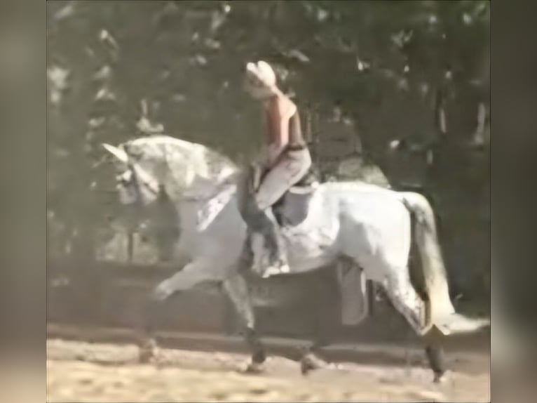 PRE Gelding 11 years 16,2 hh Can be white in Mijas Andalusien