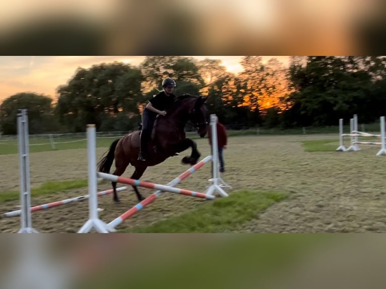 PRE Mix Gelding 11 years 16 hh Brown in Hille