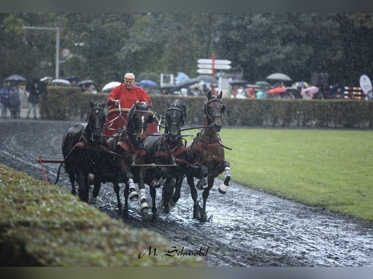 PRE Mix Gelding 11 years 16 hh Brown in Hille