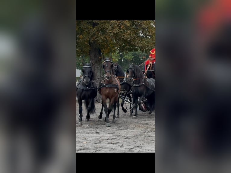 PRE Mix Gelding 11 years 16 hh Brown in Hille