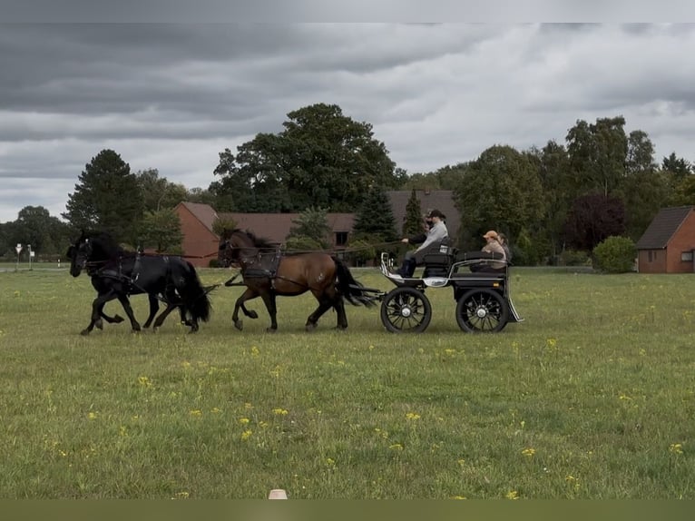 PRE Mix Gelding 11 years 16 hh Brown in Hille