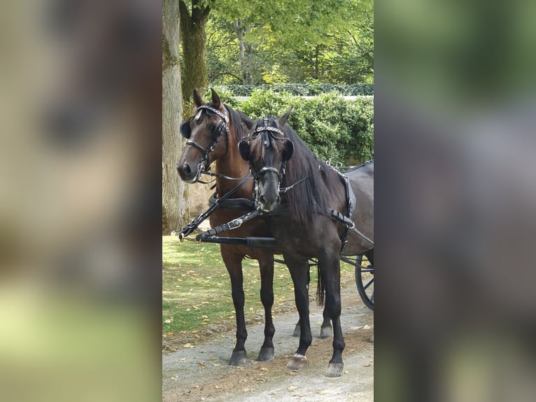 PRE Mix Gelding 11 years 16 hh Brown in Hille